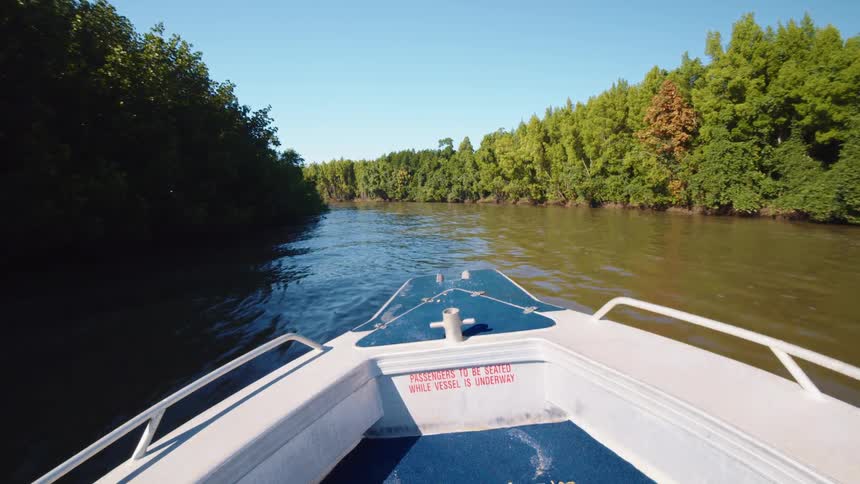 A boat travels through a murky swamp on a sunny day