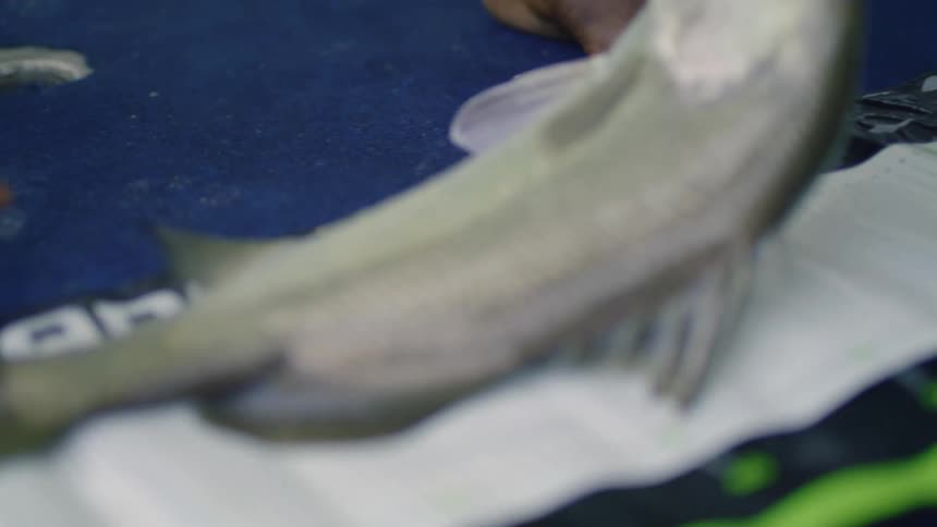 A person is measuring a hooked fish