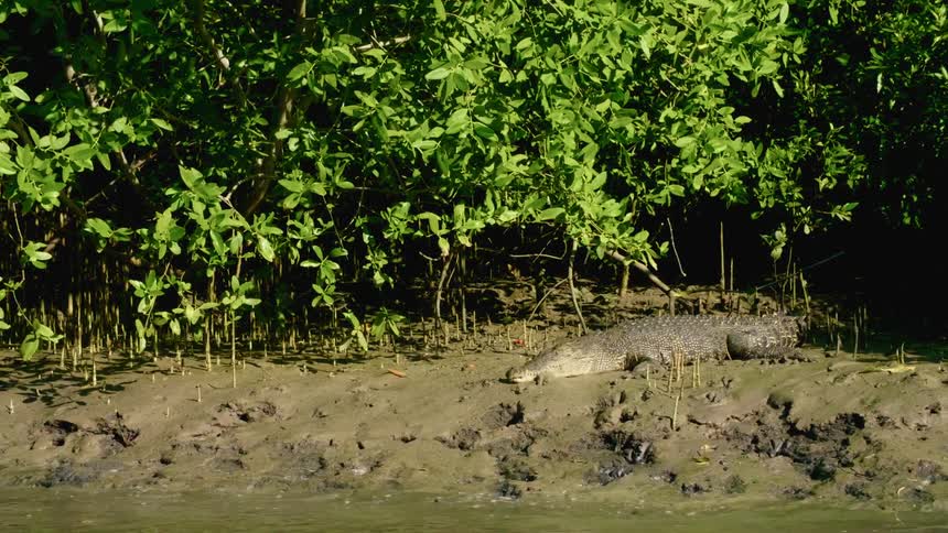 A crocodile on the bank of a river