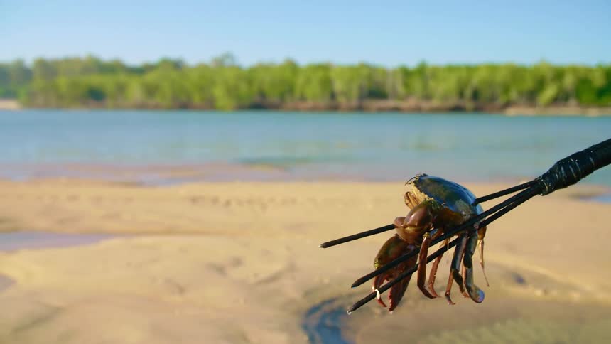 A crab is being carried on a stick in the sand
