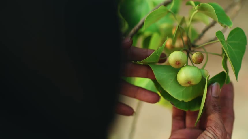 An aboriginal woman holding a plant in her hands