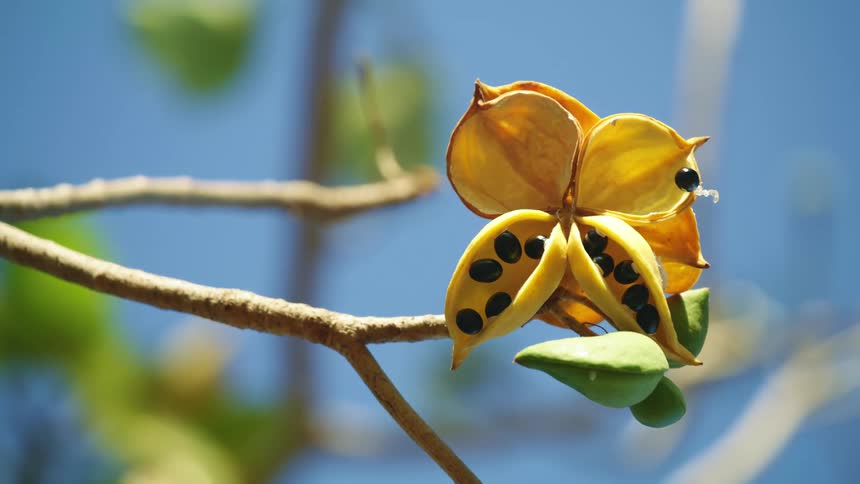 Bush plums growing on a tree branch in summer