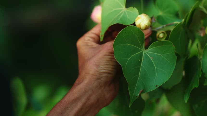 Someone is holding a tree branch while looking at its leaves and flowers