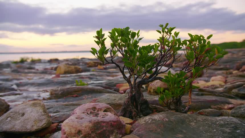 Tiny tree growing between rocks on coast