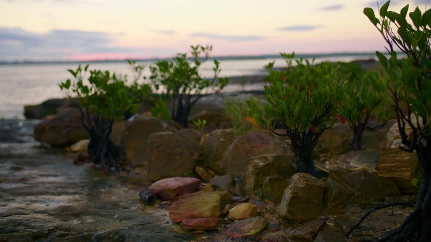 Plants growing on a rocky coastline in the evening