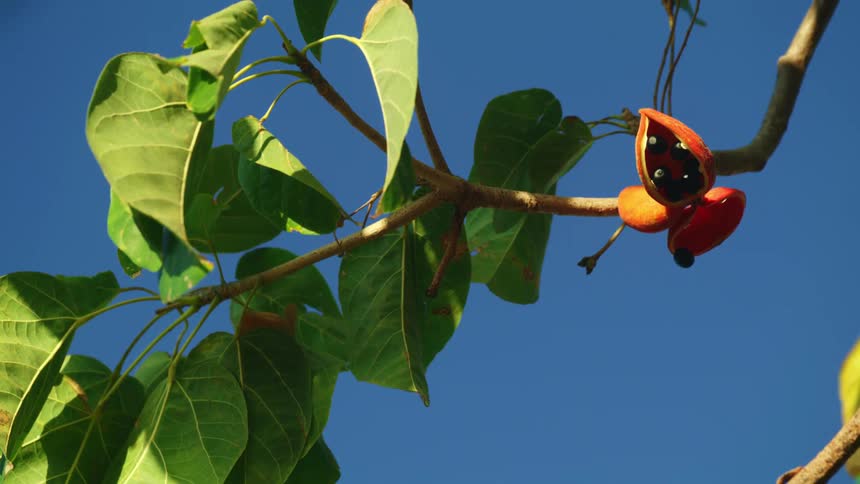 Bush plums growing on a tree