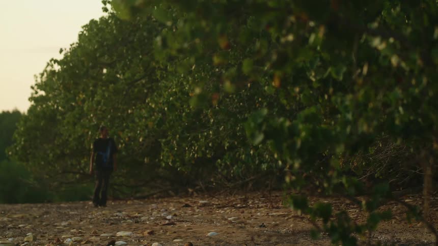 A woman stops to look up at a tree as she slowly walks through an orchard