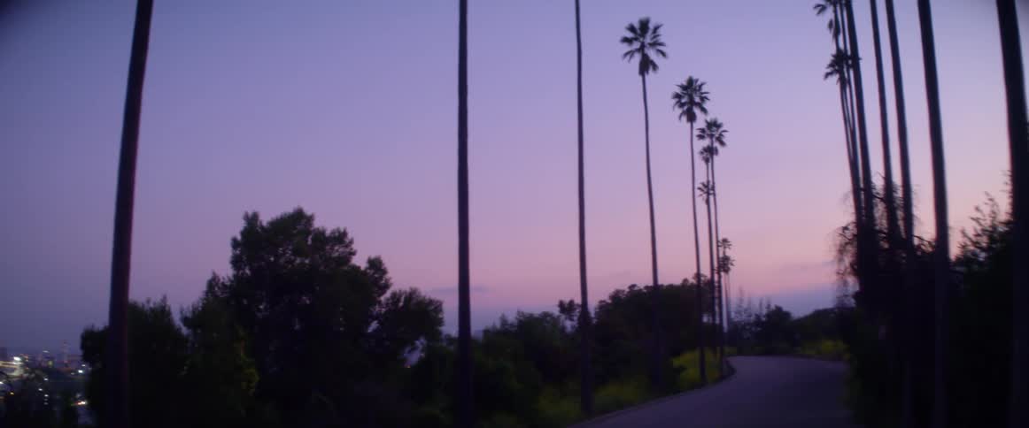 Street lined with palm trees at dusk with purple sky
