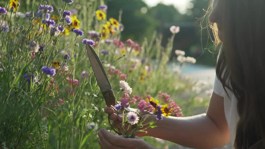 A woman is squatting while using large scissors to cut wildflowers along the side of a road
