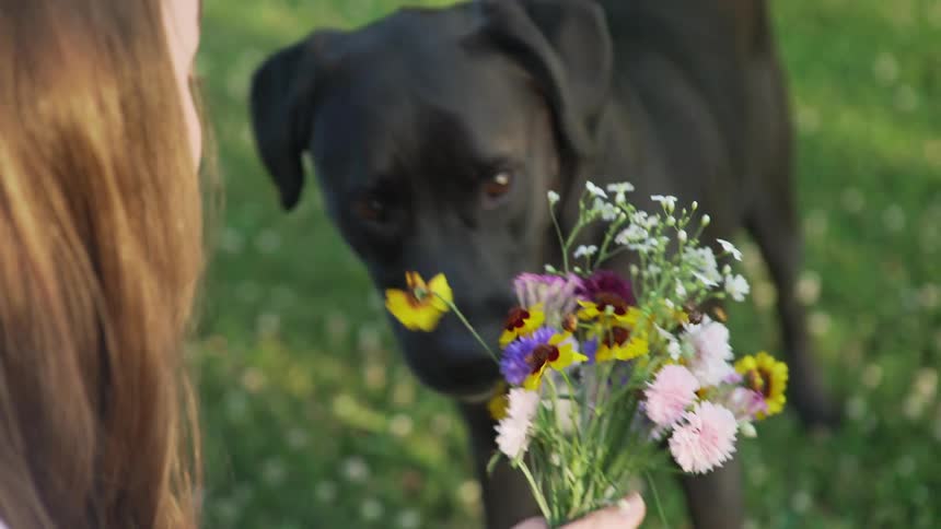 A young woman outside holds a bouquet of wildflowers and he dogs tries to chew them