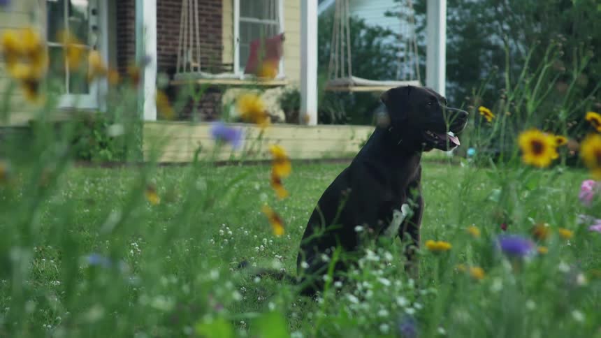 Black lab mix dog sits behind flower garden on lawn of house