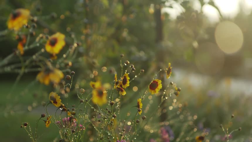 Flowers and plants outside blowing in the wind