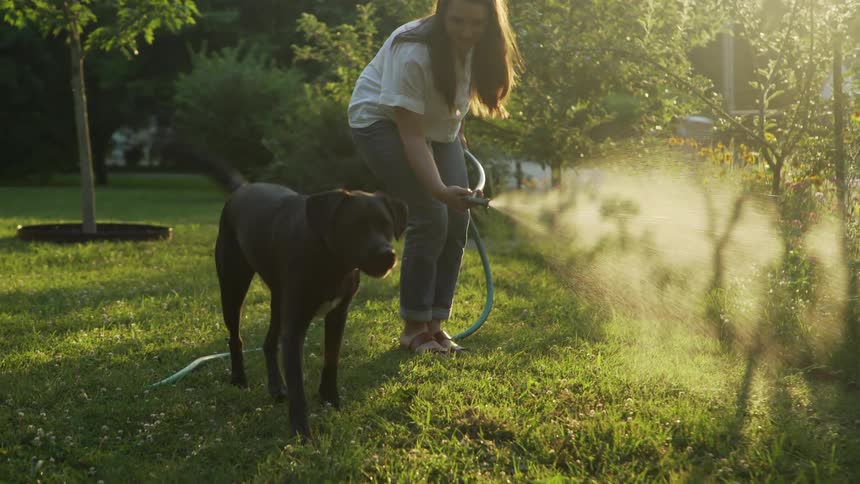 A woman sprays a garden hose and her dog walks into the stream of water