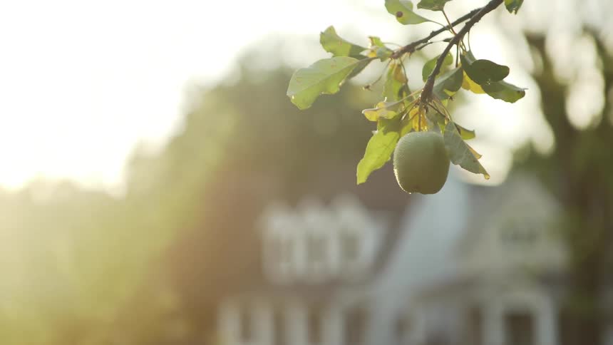 Water drops from leaves and green apple hanging on branch near large white house