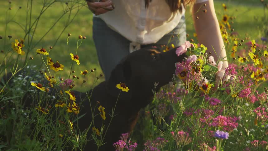 A woman is picking flowers in the yard with her dog