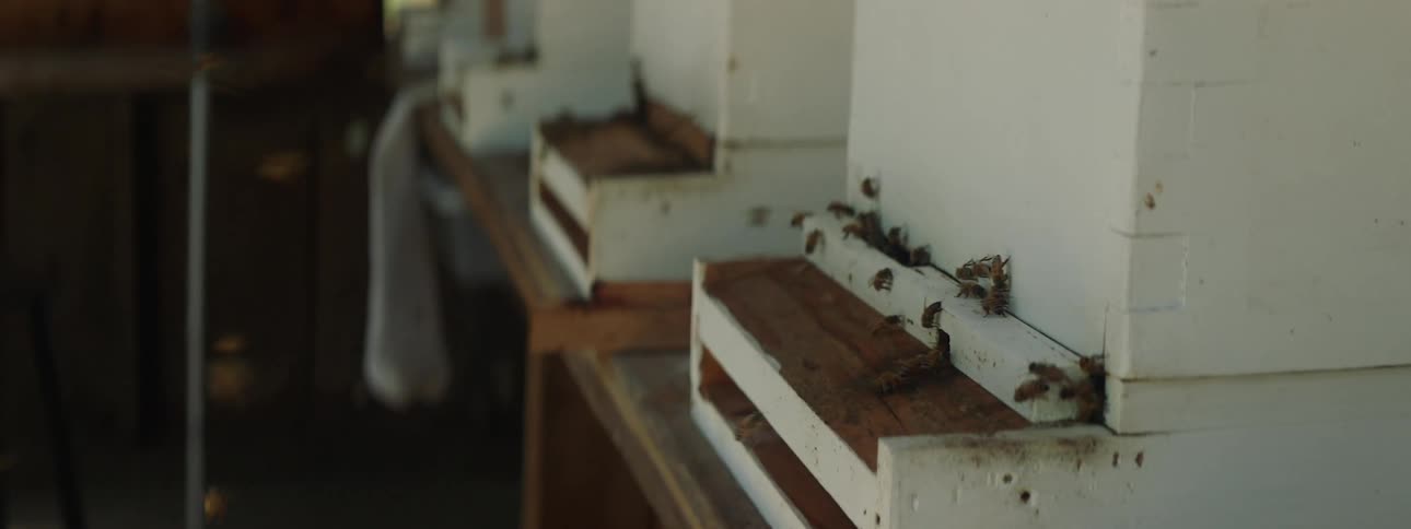 Bees fly around the farm hive
