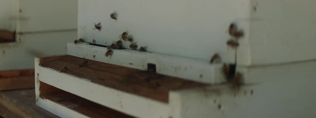 Honey bees crawling and flying near a beehive