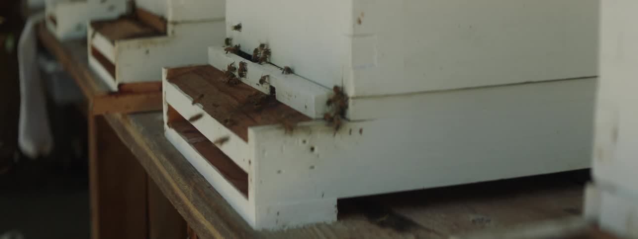 Honey bees fly in and out of a wooden apiary during the day