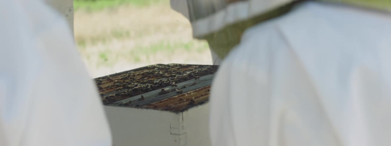 A group of bee keepers in personal protective equipment gather around an artificial bee hive as it is disassembled