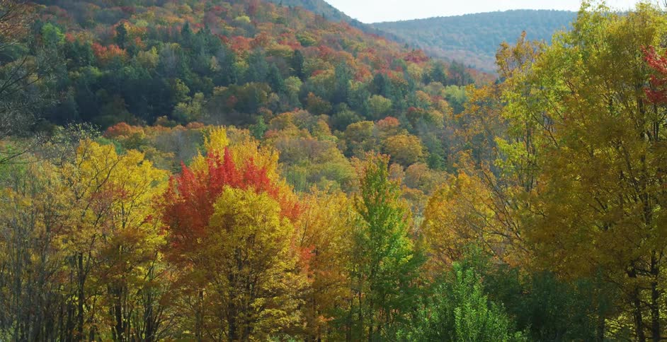 A mountainous landscape with multicolored tree leaves