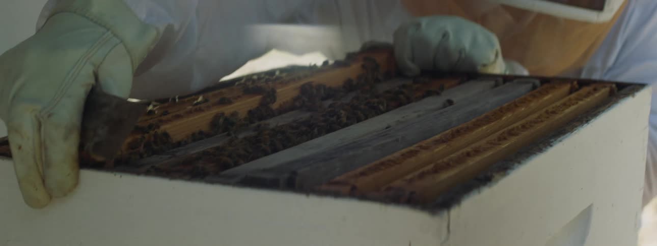 A bee keeper lifts a sheet of bees