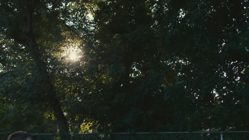 Sun shines through leaves of trees bordering chain link fence