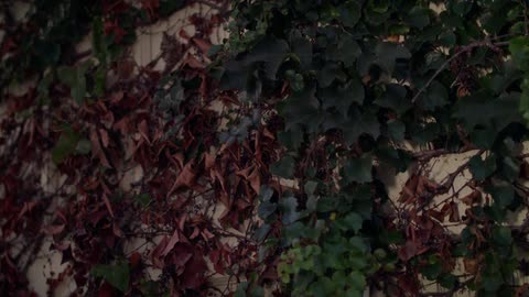 Plants and leaves outside on a piece of material