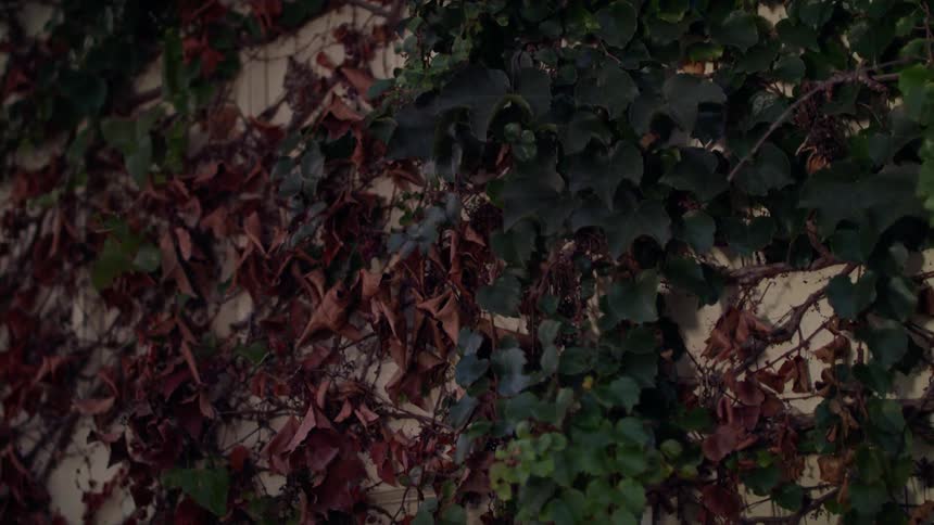 Plants and leaves outside on a piece of material