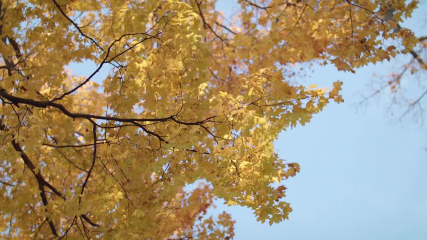 Fall leaves on a tree blowing in the wind