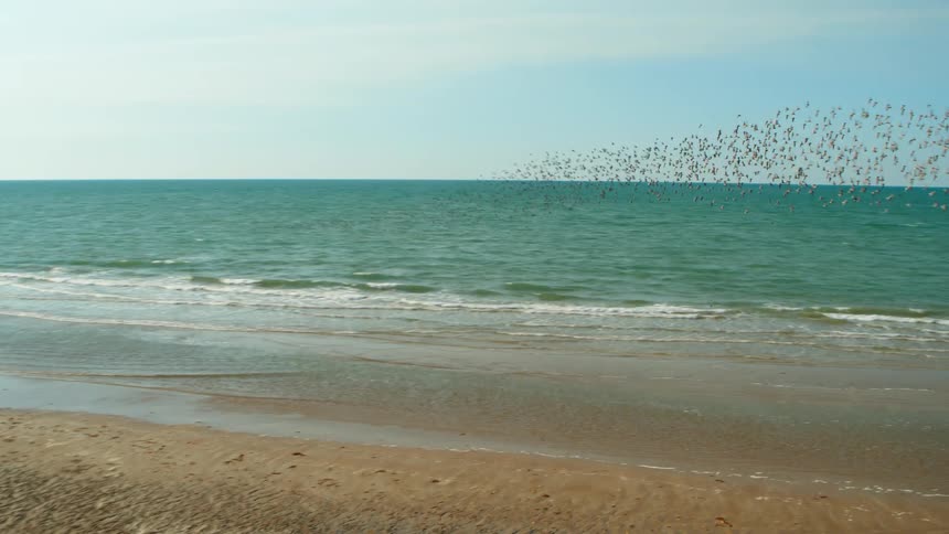 Birds are flying above the ocean water