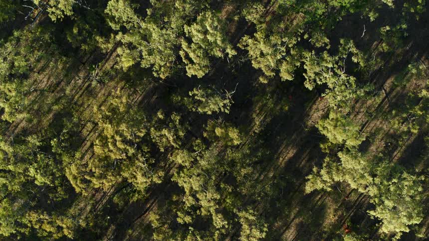 The wind is blowing the tall trees in the forest