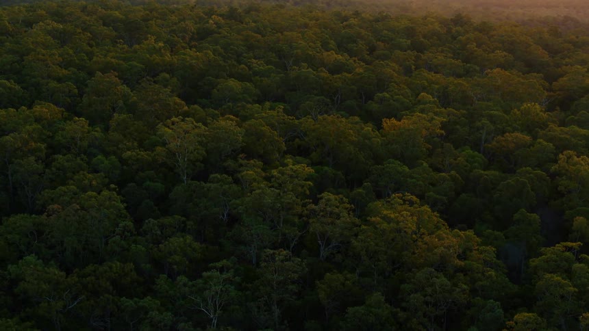 Drone footage of large forest