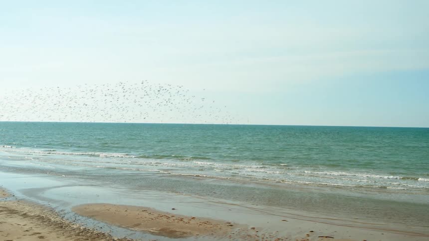 Birds are flying above the ocean water