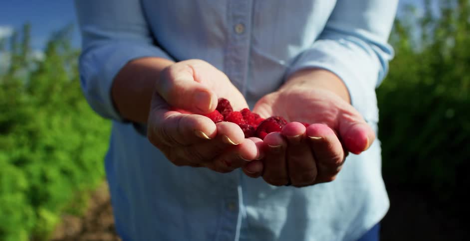 A person is holding a handful of berries