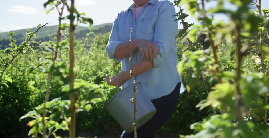 A woman is working in the fields with a bucket