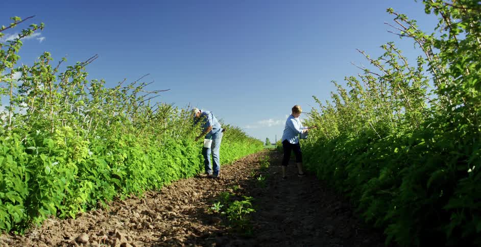 Two people are harvesting a large farm