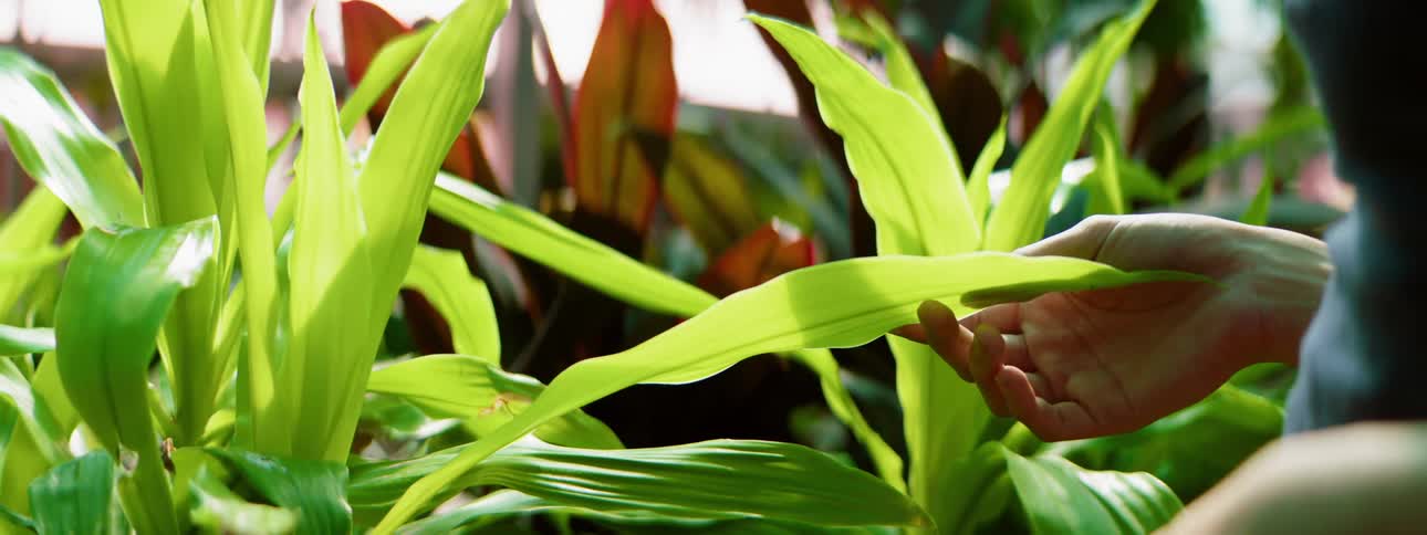 A woman runs her fingers along a long plant leaf in a greenhouse