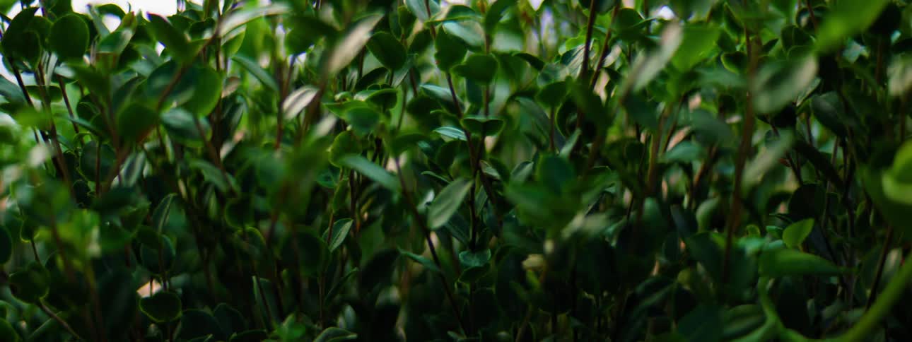 Close up of leaves on trees