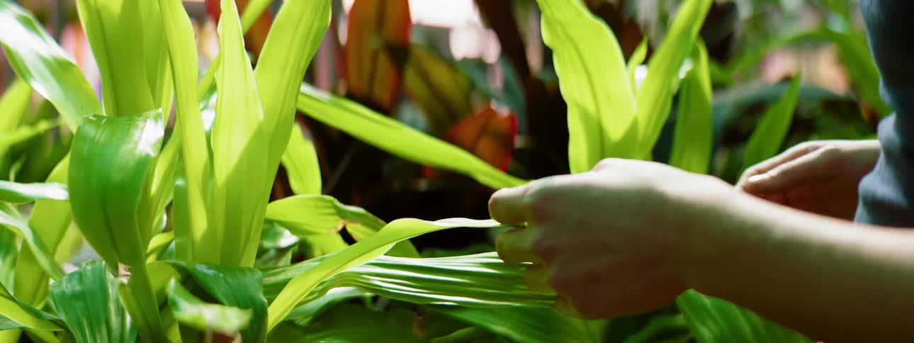 A woman touches a plant in a greenhouse