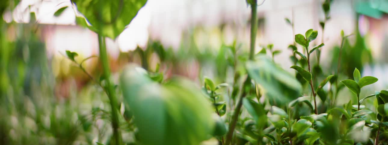 The greenhouse is full of green plants
