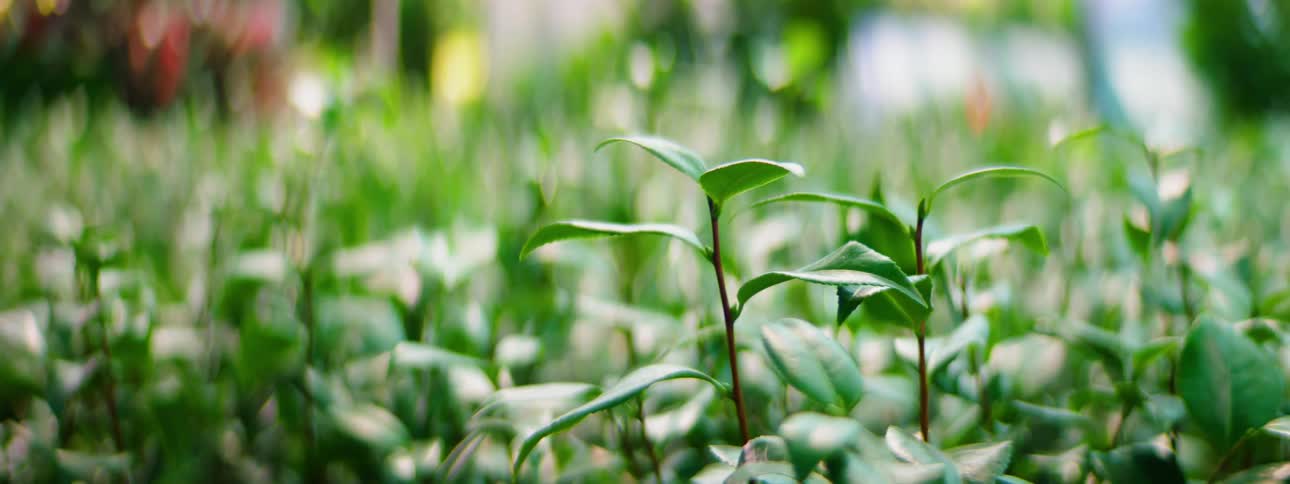 Small green plants growing outdoors
