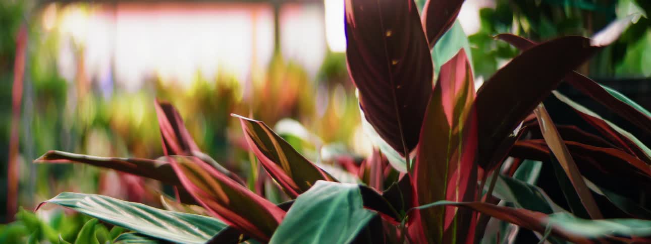 Plants in a greenhouse
