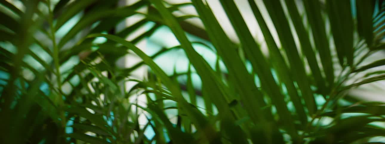 A large plant in front of a window in a home