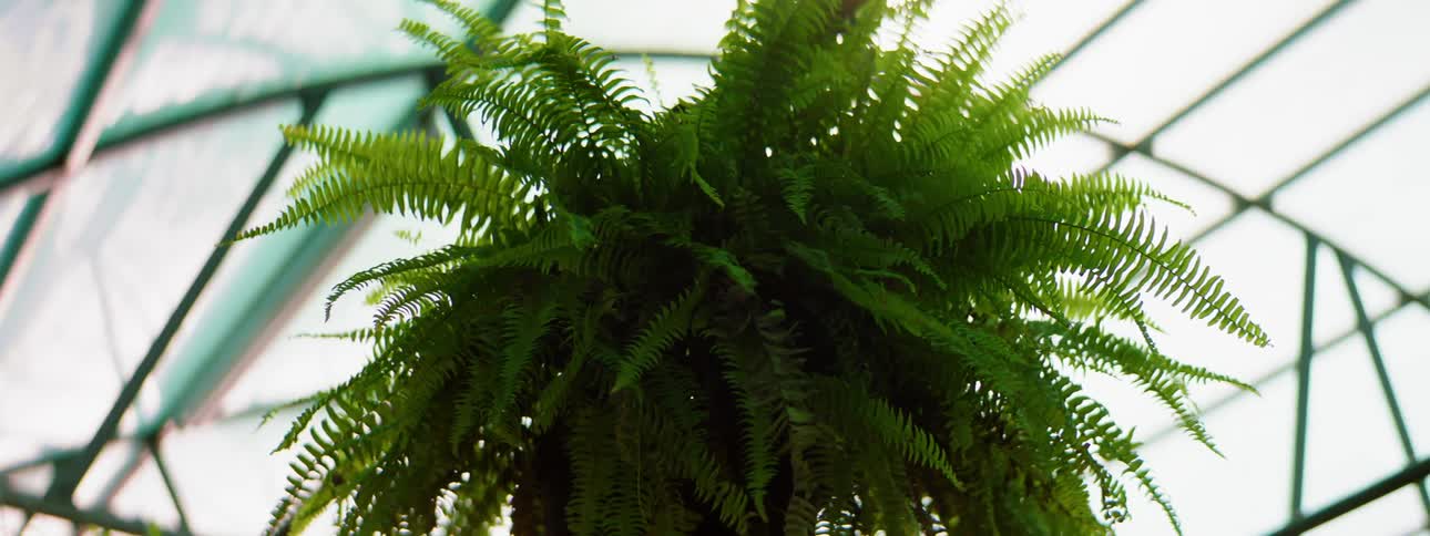 A fern is hanging in the greenhouse