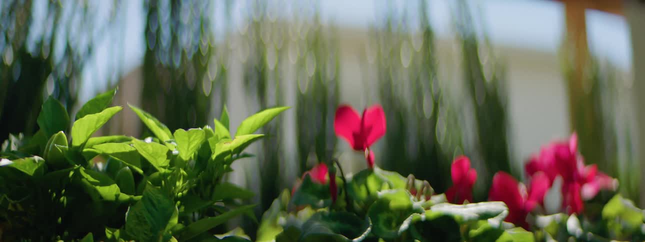 A garden contains a number of plants that have flowers with red petals
