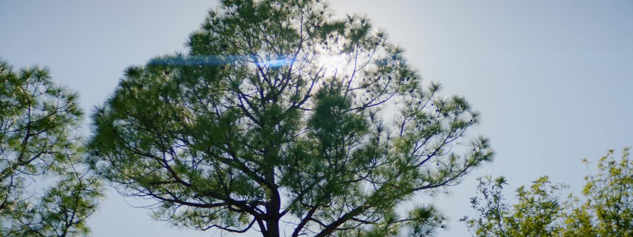 The sun is peaking through the tall trees