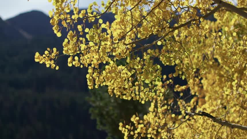 A tree with many yellow leaves near a mountain