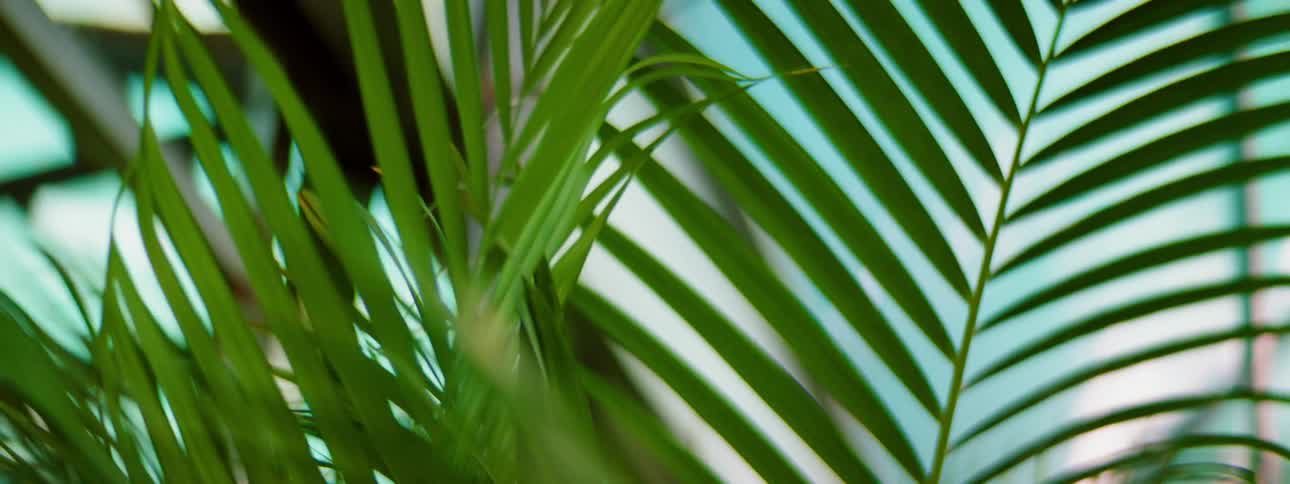 Leaves of tropical fern