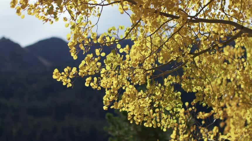 Yellow fall leaves on tree in breeze in front of mountains