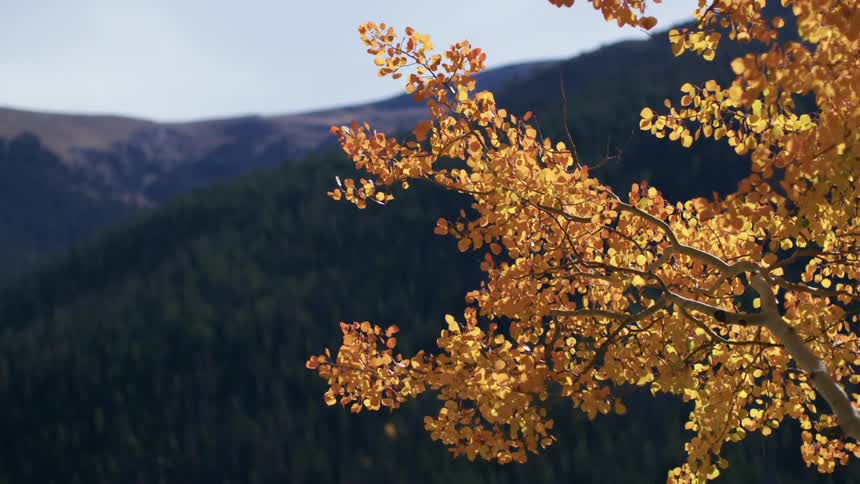 Yellowing leaves of a tree branch sway in the wind on a sunny day in the mountains